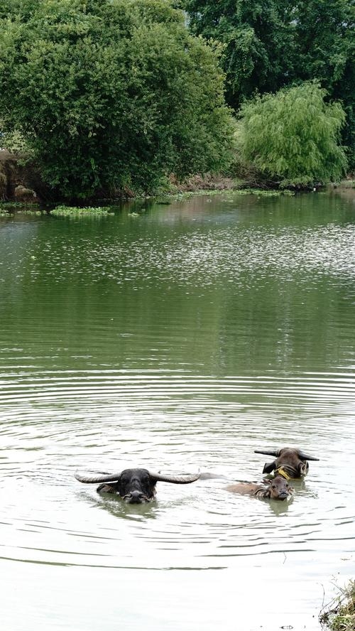 湖内之牛，自然与生命的和谐共舞插图