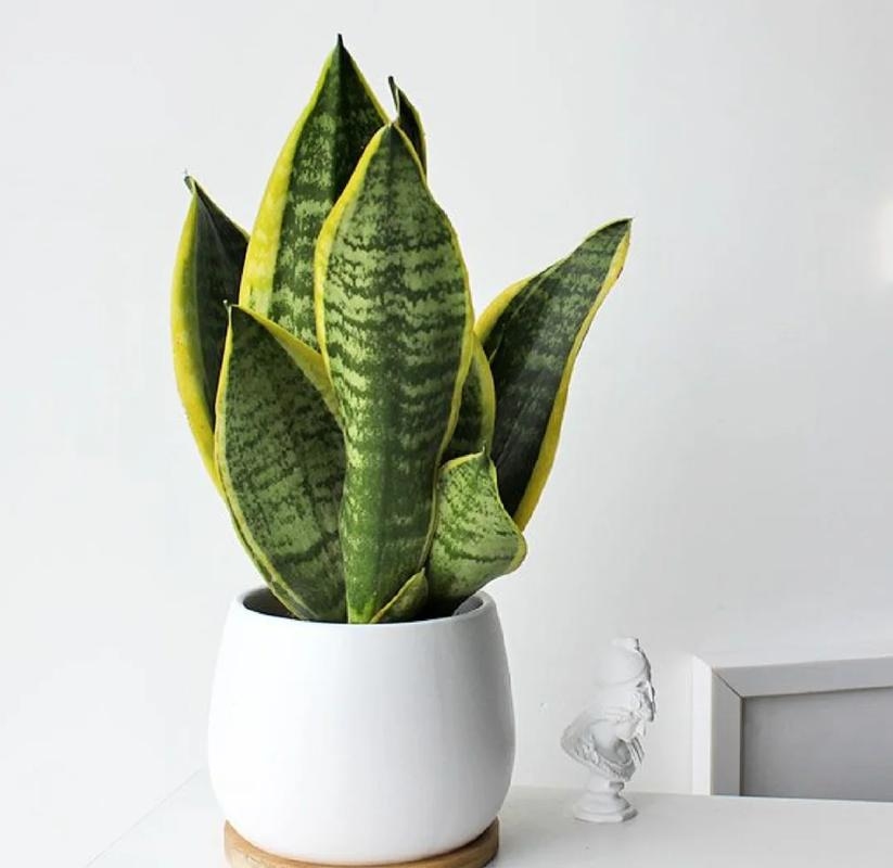 虎皮兰，招财纳福的家居风水绿植选择与摆放禁忌插图