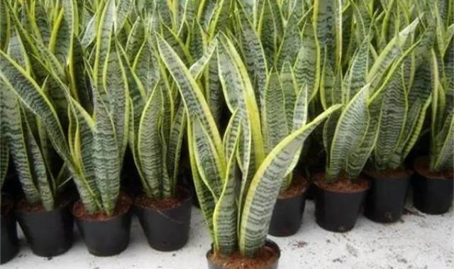 虎皮兰，家居风水的绿色守护者插图