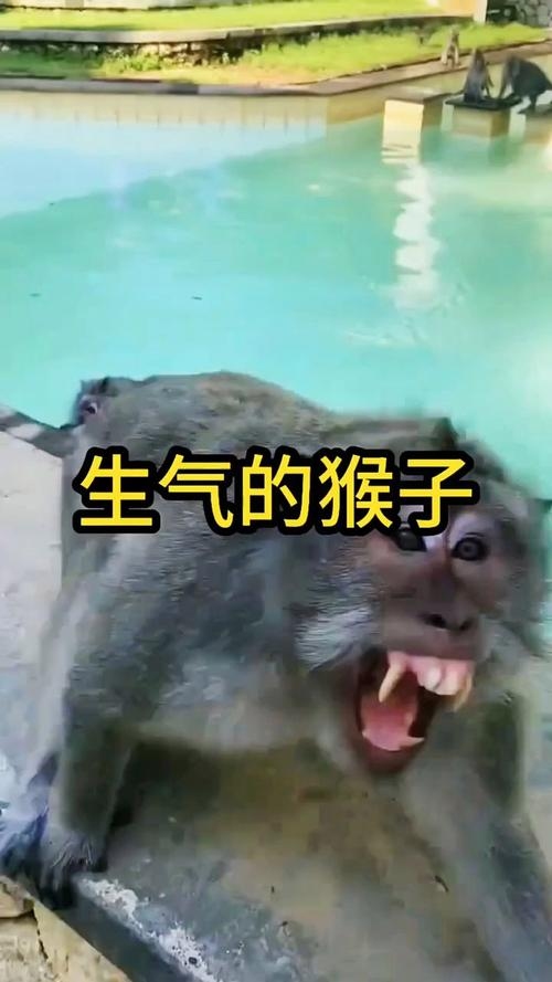 火气大为何是猴子？插图