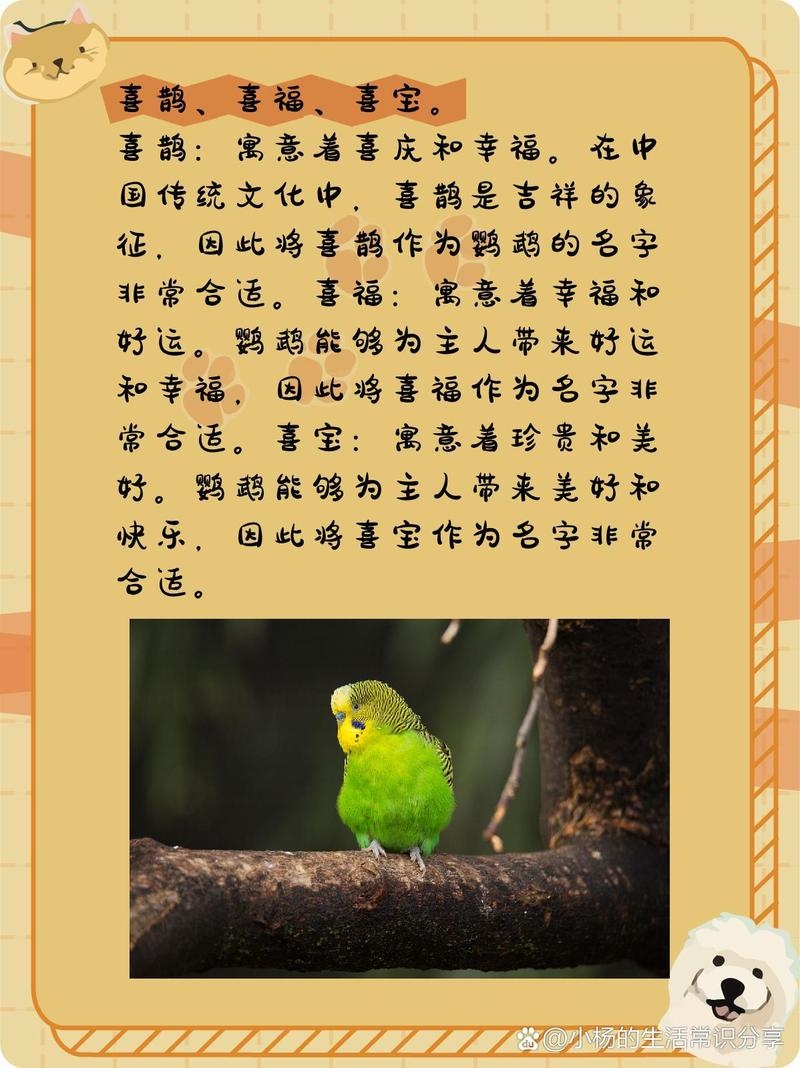 好听顺口的鹦鹉名与女生昵称精选插图