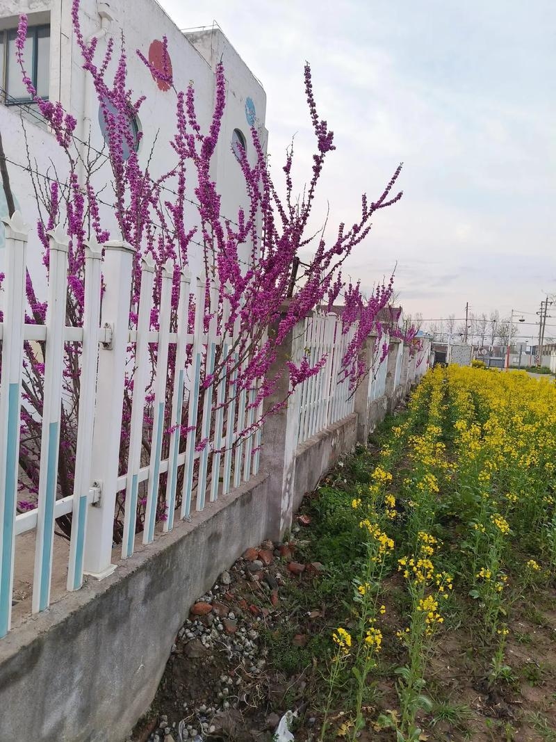 红杏出墙，交友平台的文化变迁与争议插图