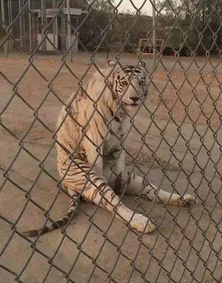 虎男高大威猛形象相符，强壮有力有决断力插图