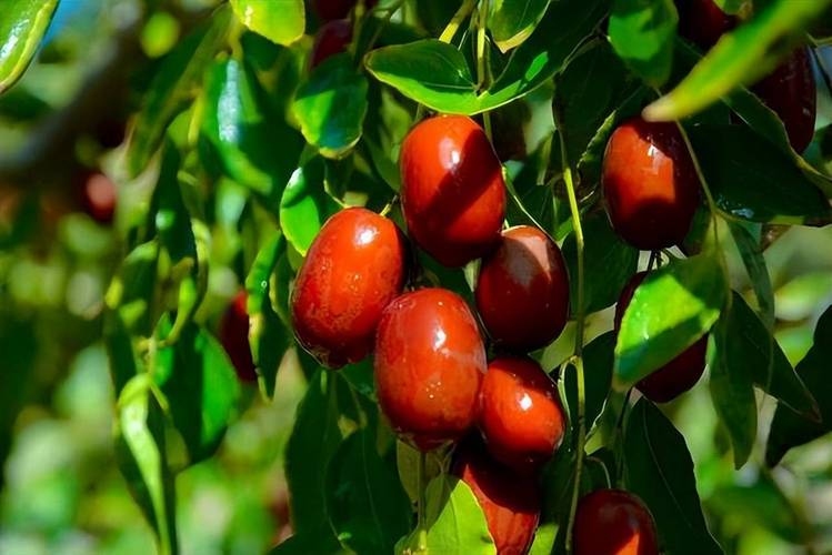 红枣梦，似日照人间，梦境中的枣，带着独特的质朴与灵性插图