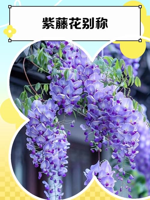 花藤名字，赋予自然之美的独特命名艺术插图