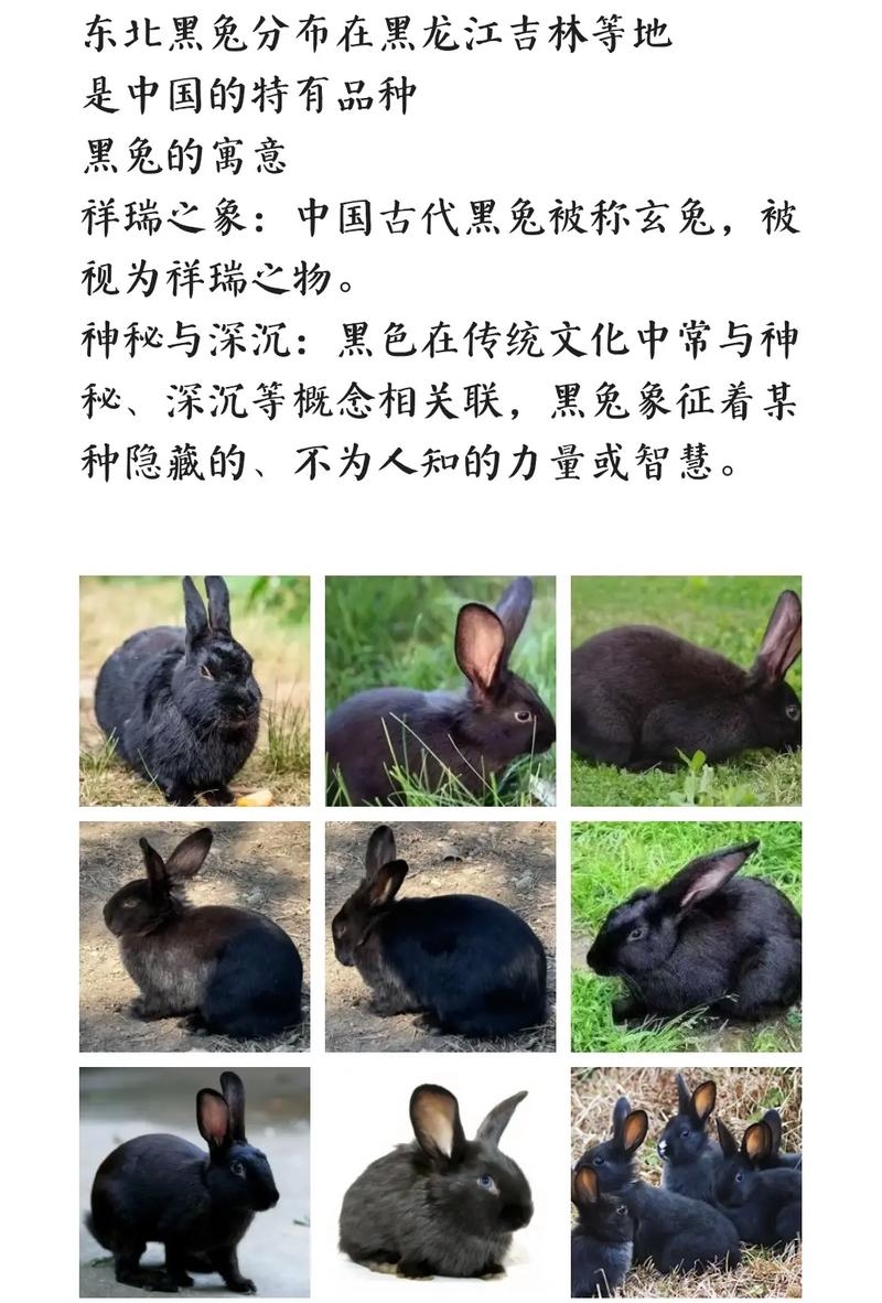 黑兔年怎样看？插图