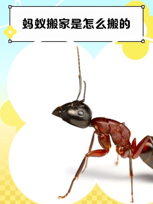 黑蚂蚁搬家，生物节律与天气预兆的奥秘插图