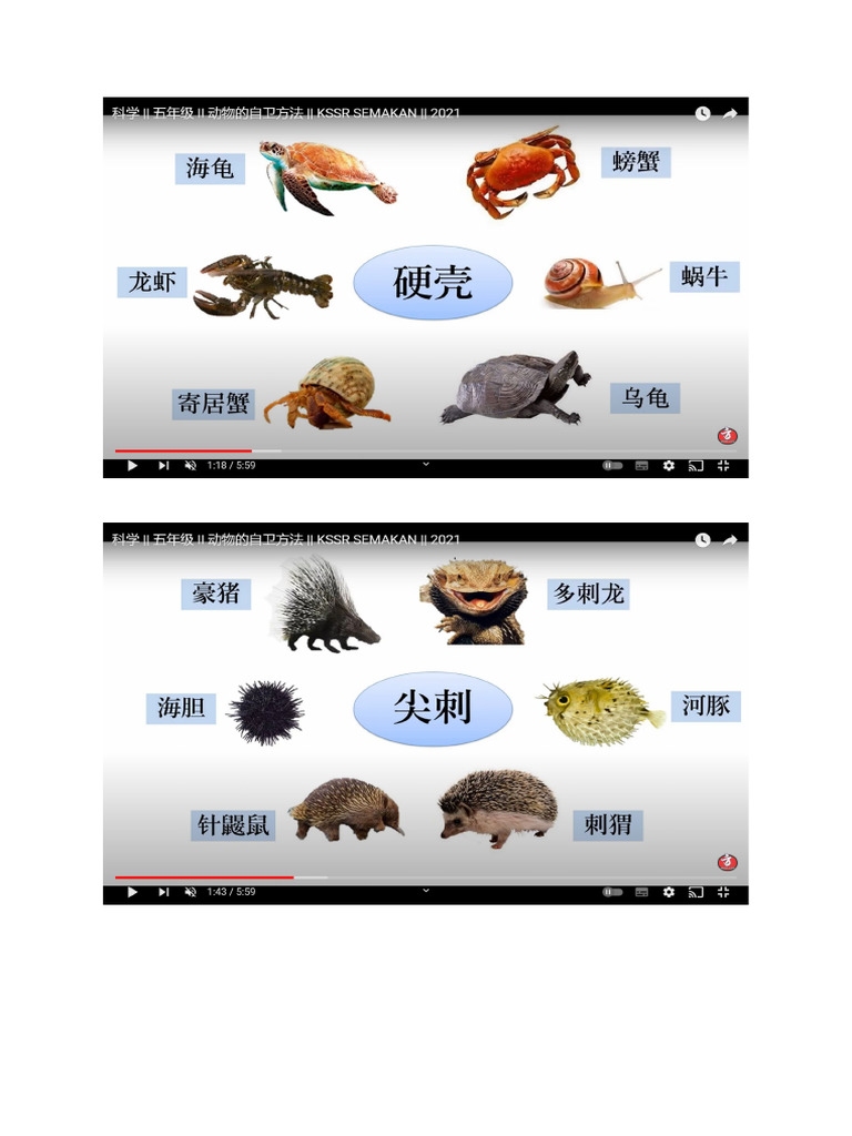 黄鳝自卫，守护生命尊严的生态守护者插图