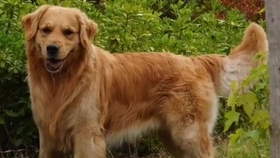 经典狗名，那些陪伴我们成长的忠诚伙伴插图