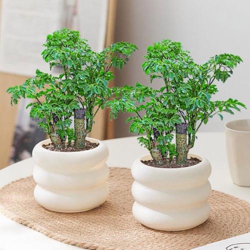 家居风水植物，绿意盎然，福泽绵长插图