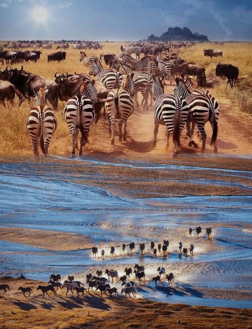 见异思迁的动物，探索自然界的迁徙奇观插图