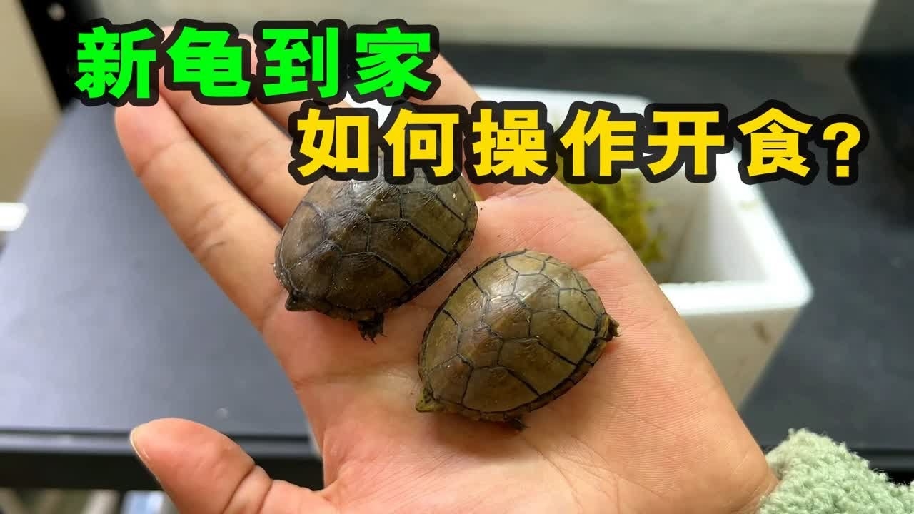 家里养龟需谨慎，十大禁忌要记牢插图