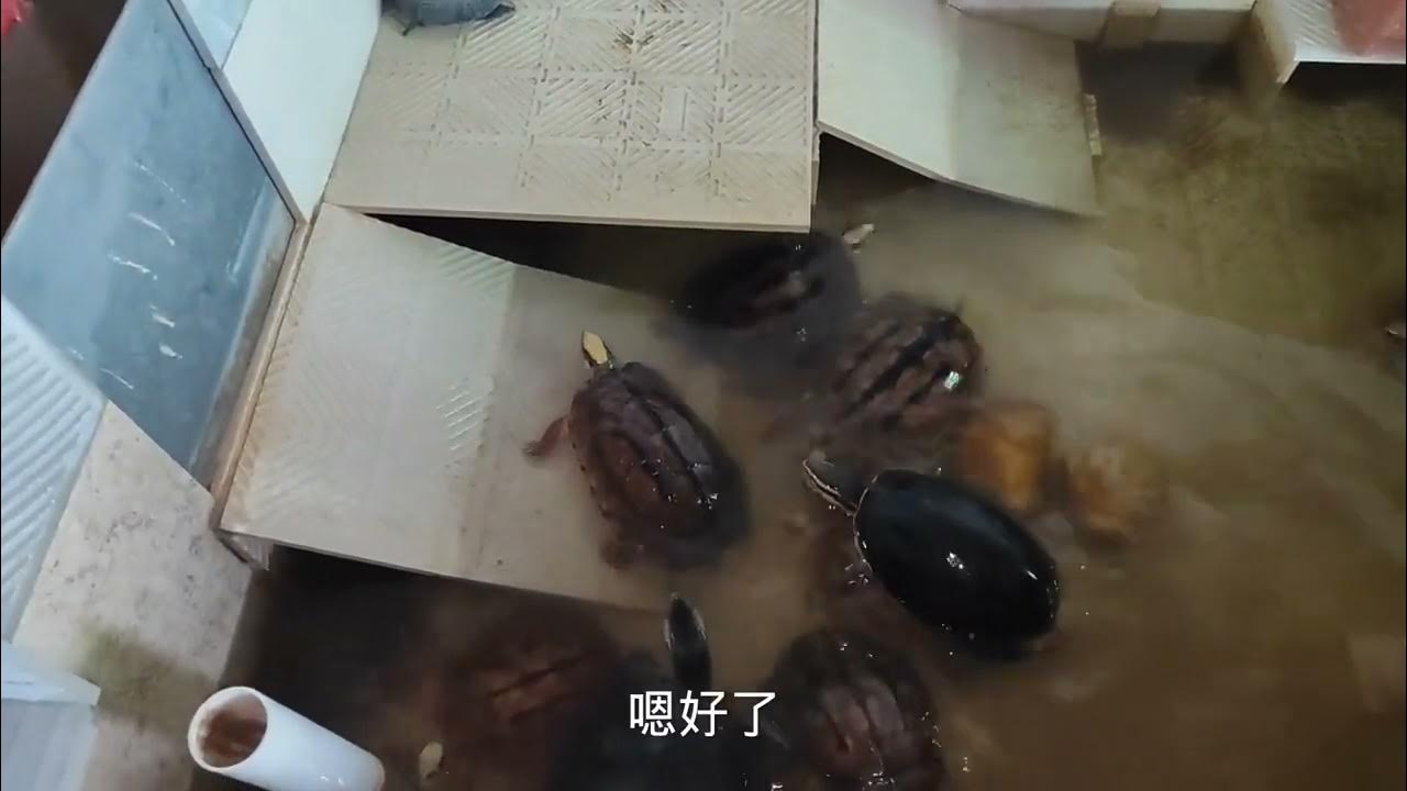 家里养乌龟能否提升财运？——360星座网解析插图