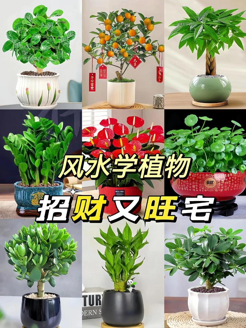 家里最旺财的十种花,你养对了吗?插图 家里最旺财的十种花,你养对了吗?插图