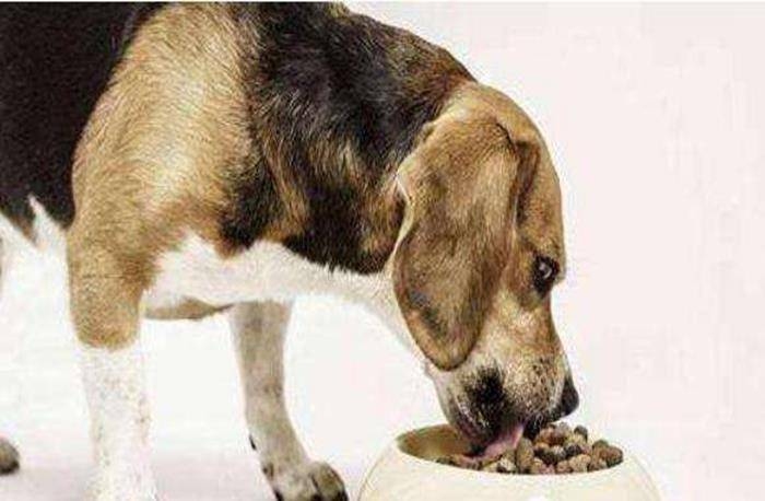 家中宠物与生肖的温馨纽带，狗，忠诚的家庭成员插图