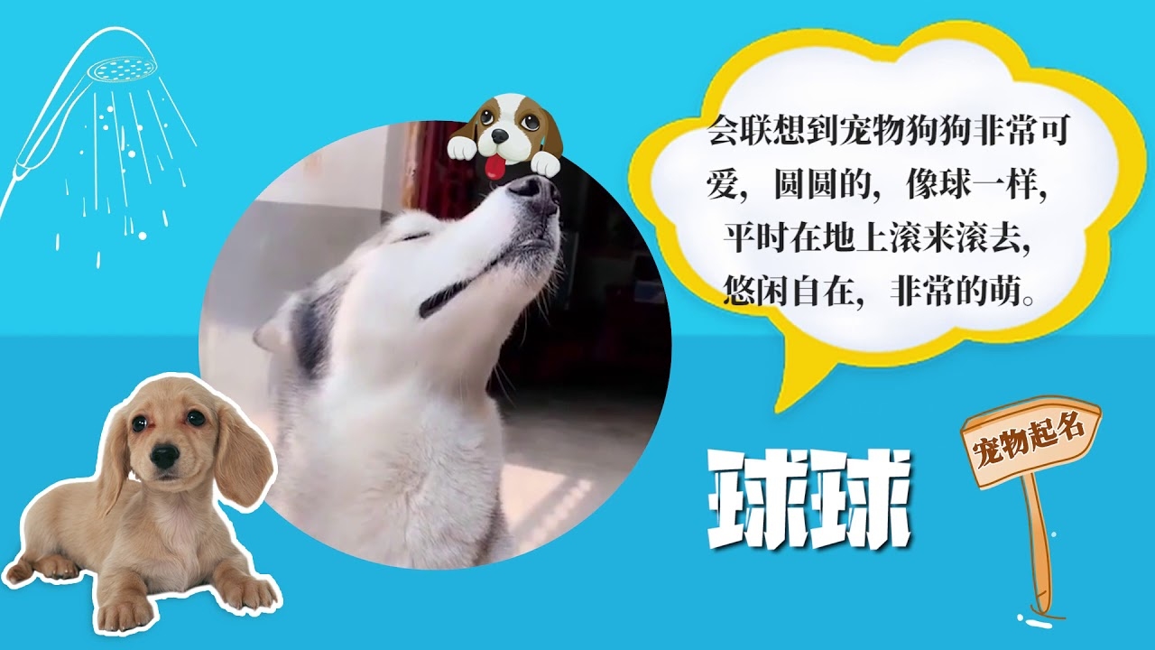 可爱狗狗名字大全插图