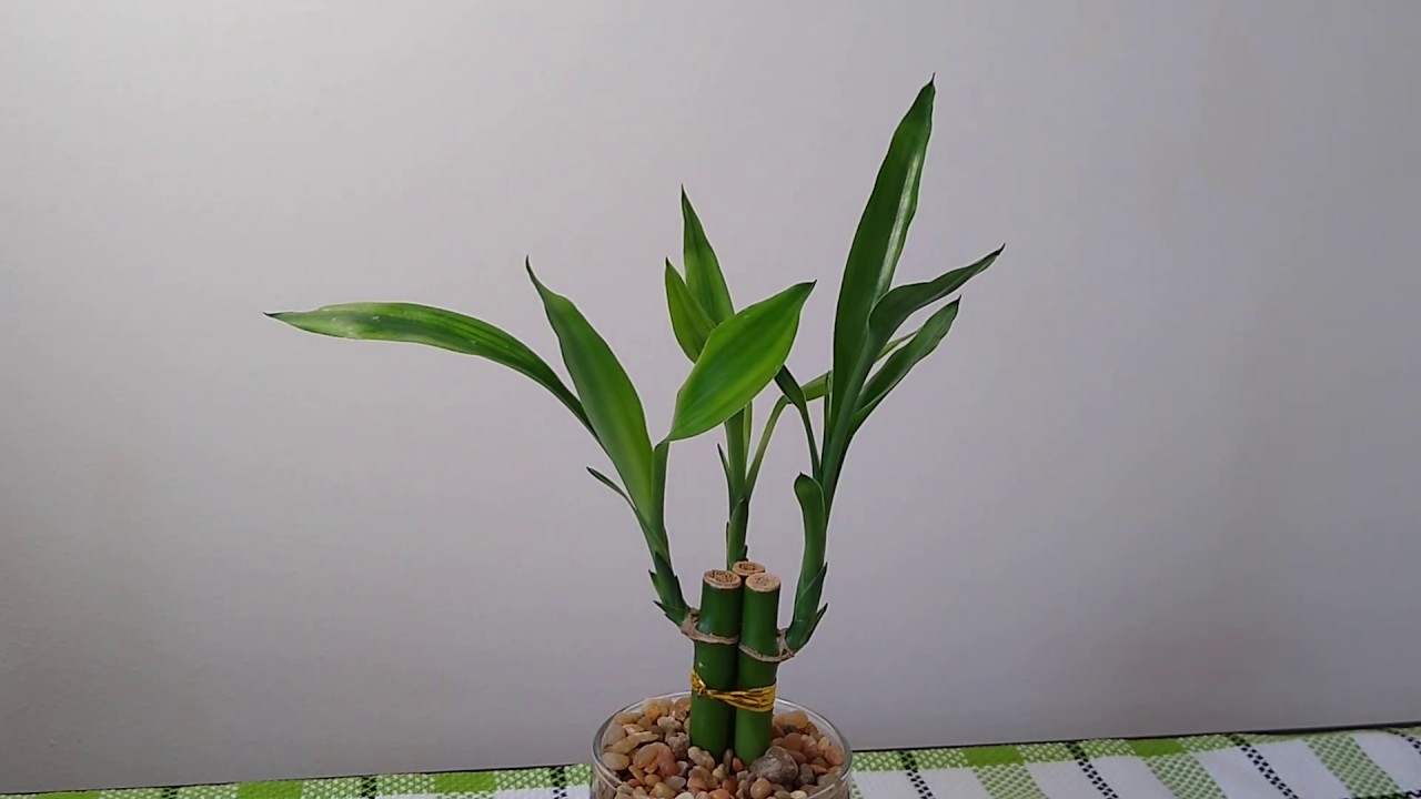 开运竹的养护秘籍，打造幸运绿植的秘诀插图