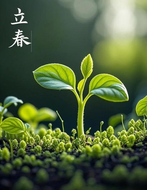 立春，唤醒大地的温柔节气插图