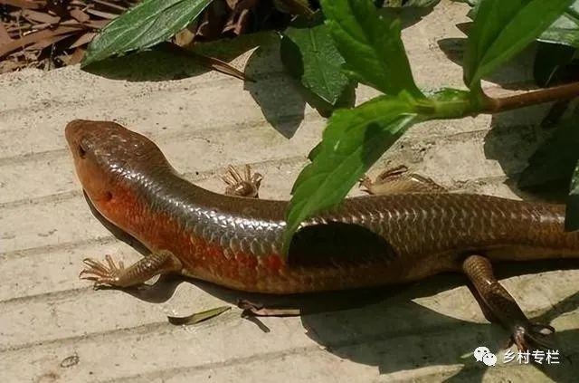 落花流水，生肖之谜，狗、鸡或蛇？插图