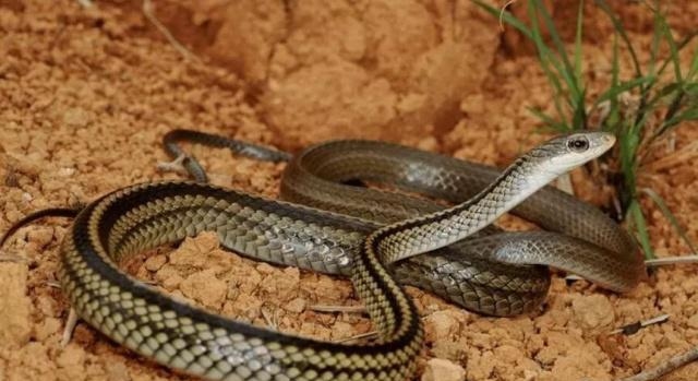 来者不善，蛇为恶兆插图