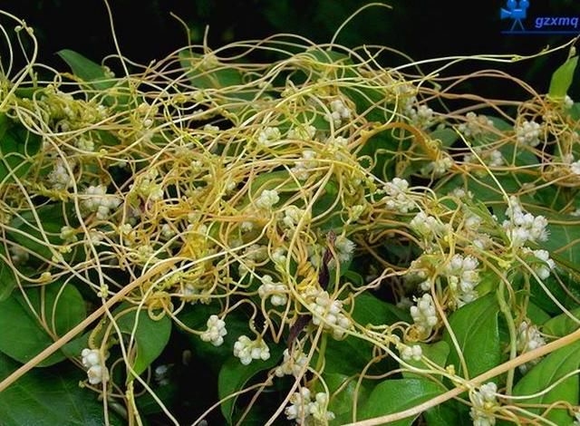 名不虚传的中草药——防风藤茱萸草插图