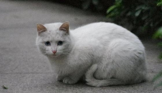 梦白猫寓意好运与幸福插图