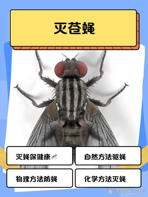 梦到大量死苍蝇，摆脱负面情绪的象征？插图