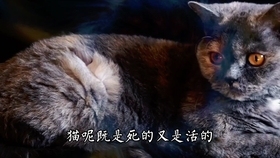 梦到杀猫，剖析梦境中的神秘力量与现实困境插图