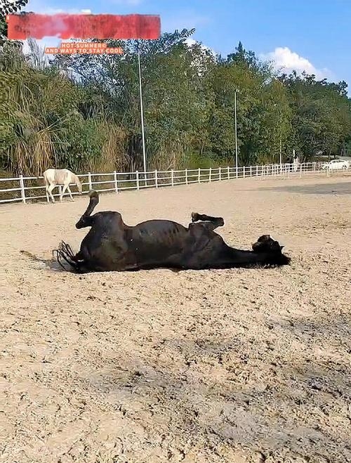 马打滚与花圈相关插图