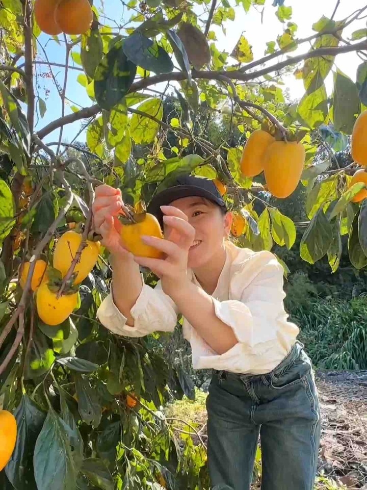 梦到柿子，解读生活中的甜蜜密码插图