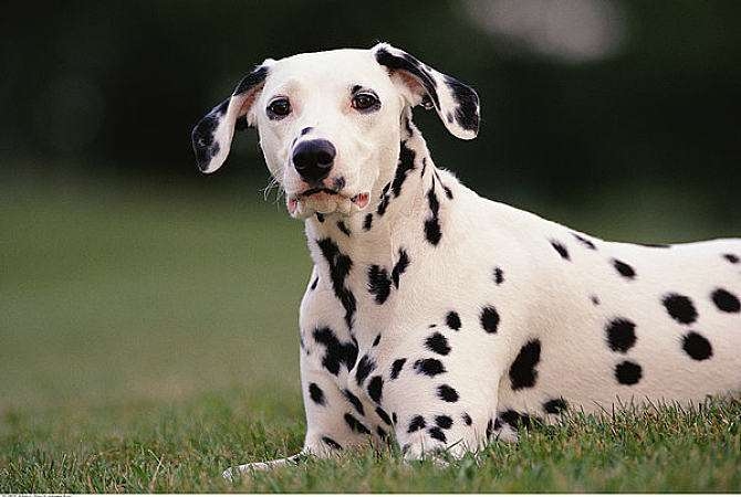 梦到一群狗，预示好运与财运，但需注意人际关系和内心情感联结。插图