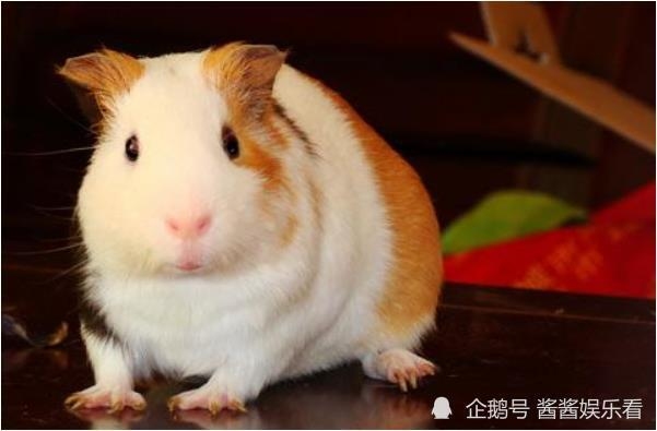 目光如豆，猜生肖——鼠。插图