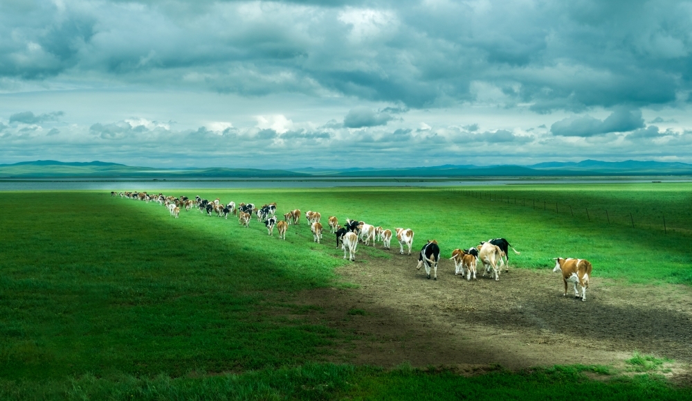 梦回草原，一场关于牛群的奇幻之旅插图
