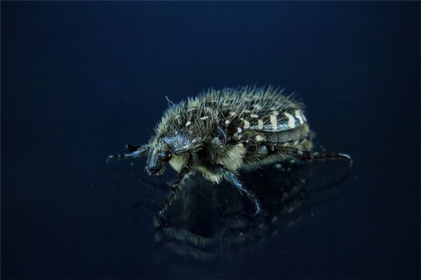 梦回虫影，探索梦境中虫子的深层含义插图