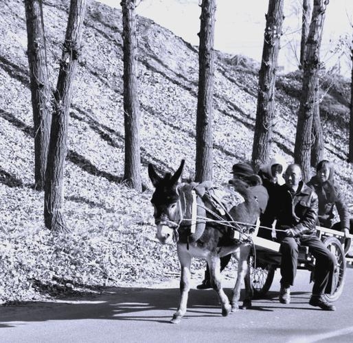 梦回古道，驴拉车的悠悠岁月插图