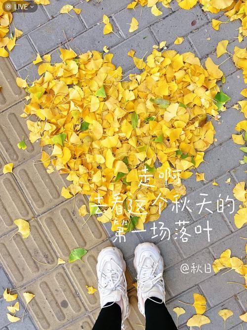 梦回秋意，扫落叶的温柔时光插图