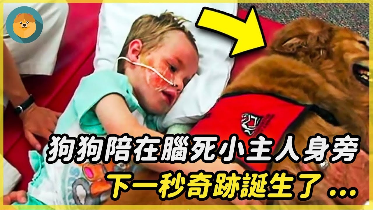 梦回犬影，解读梦中狗逝的寓意与心理插图