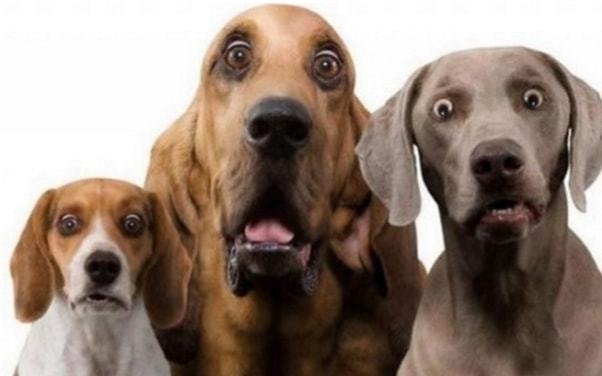 梦见白狗亲近，人际关系和谐，好运降临！插图