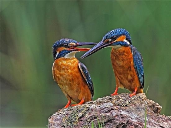 梦见白猫,梦境中的神秘启示插图 梦见白猫,梦境中的神秘启示插图