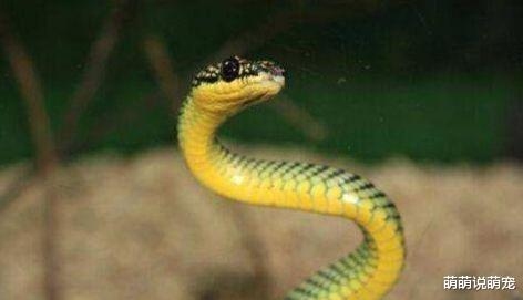 梦见吃蛇，潜意识的隐喻与心灵深处的启示插图