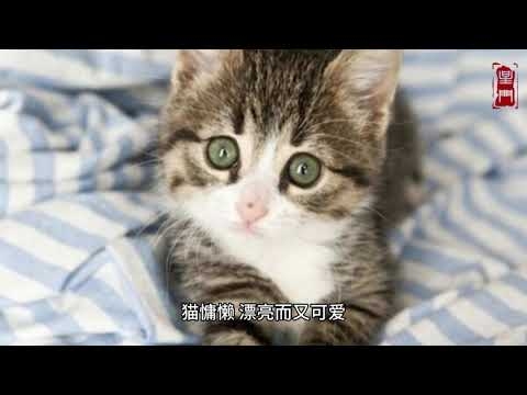 梦见大黄猫，好运、财富与孤独感的象征插图