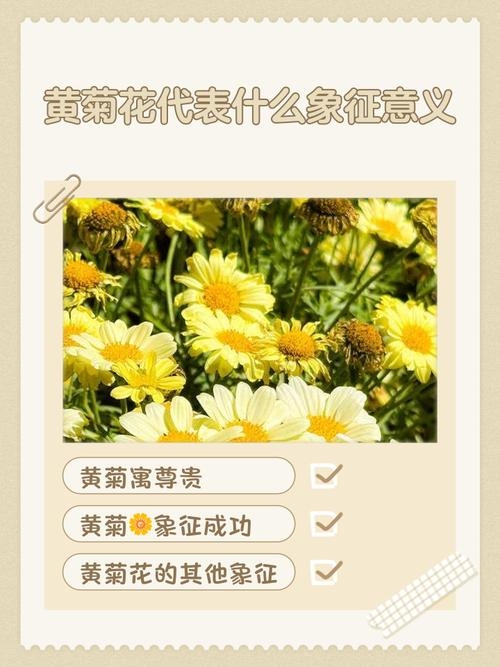 梦见黄菊花的寓意与启示插图