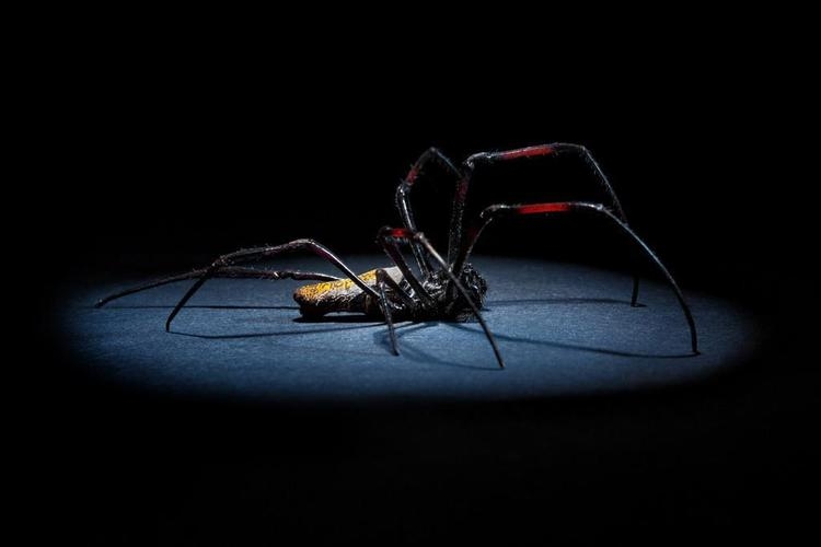 梦见黑蜘蛛，象征生活困扰、心理压力 。孕妇注意胎动提醒保持心态平和。插图