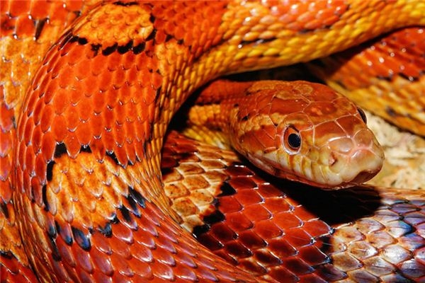 梦境解析，梦见蛇的吉祥与积极象征意义插图