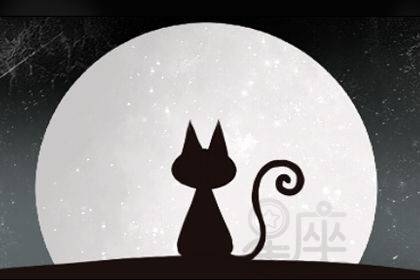 梦境解析,梦见猫的深层含义插图 梦境解析,梦见猫的深层含义插图