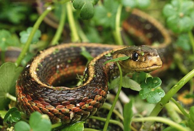 梦境解析，蛇缠身寓意变化与挑战，需警惕潜在问题调整心态插图