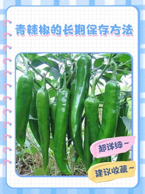 梦见青辣椒，生活中的辛辣启示插图