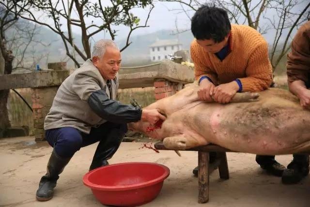 梦见杀猪预示财富与家庭变化插图