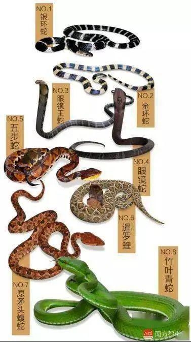 梦见他人吃蛇预示警惕与化解，解读，暗示自我具备识别威胁，增强防范意识插图