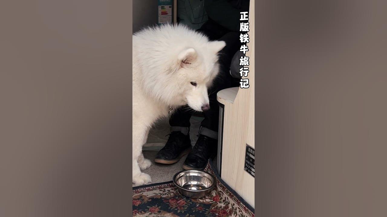 梦见小白鼠预示人缘好、友情多插图